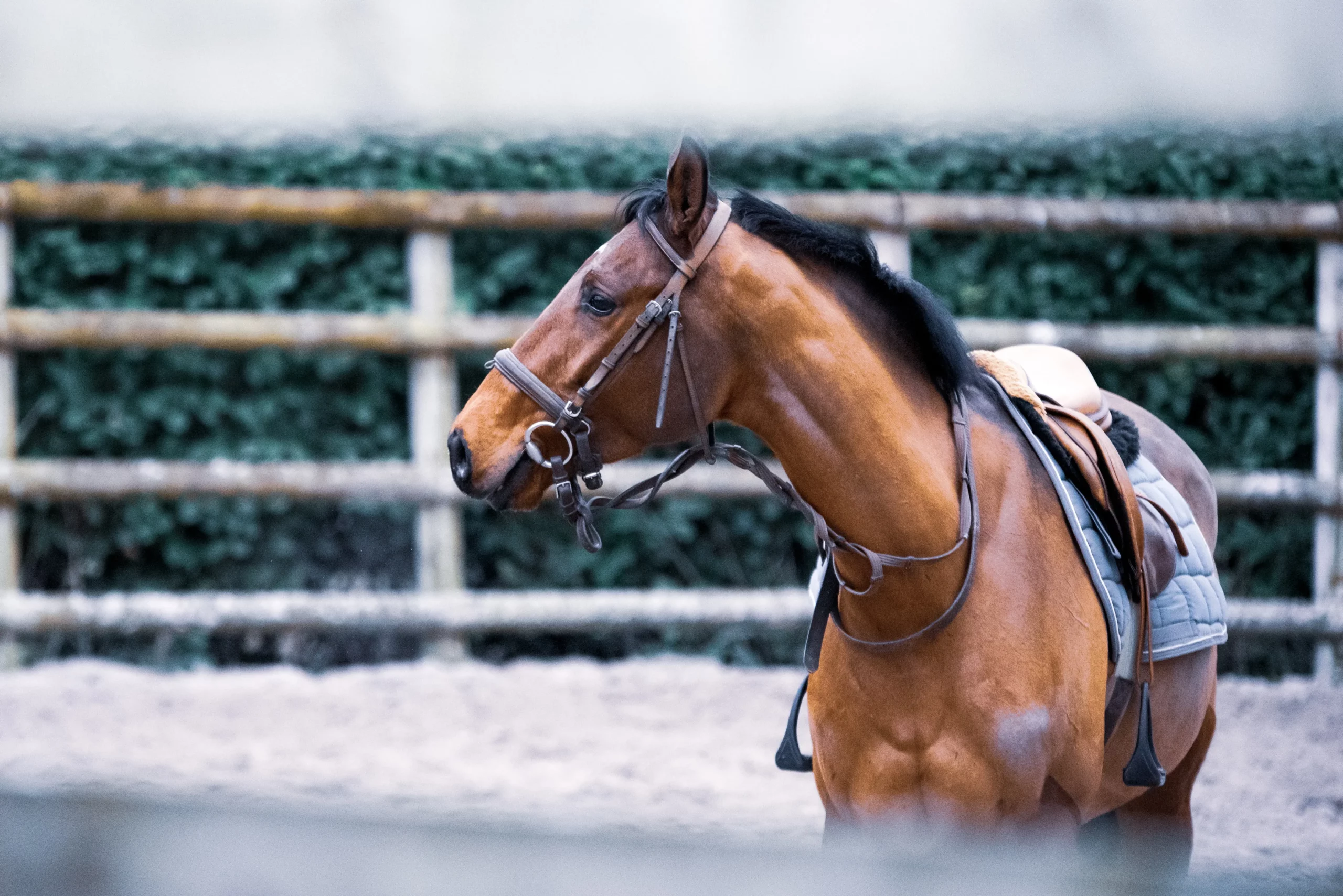 Where to Find Everything HorseRelated Near You? Netung
