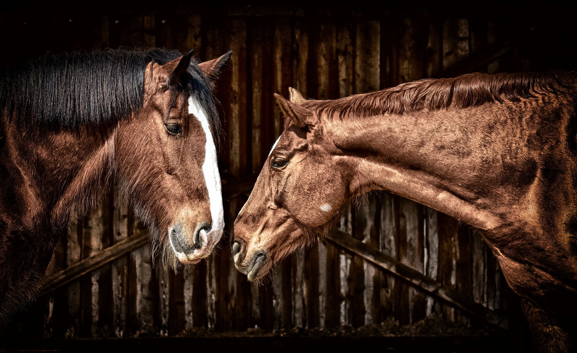 the-history-of-horses-in-america-netung