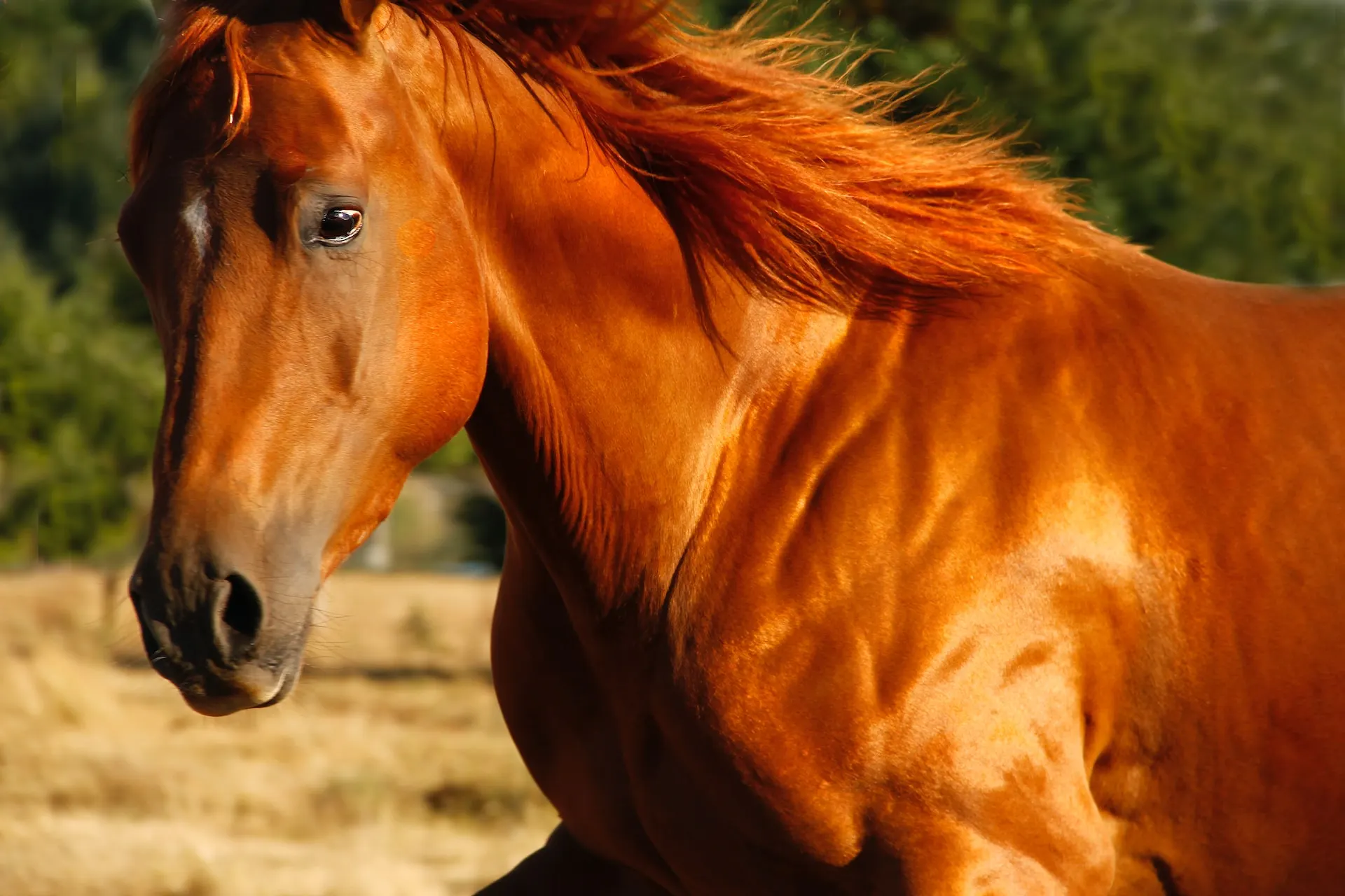 discovering-the-majestic-world-of-horses-unveiling-their-size-types