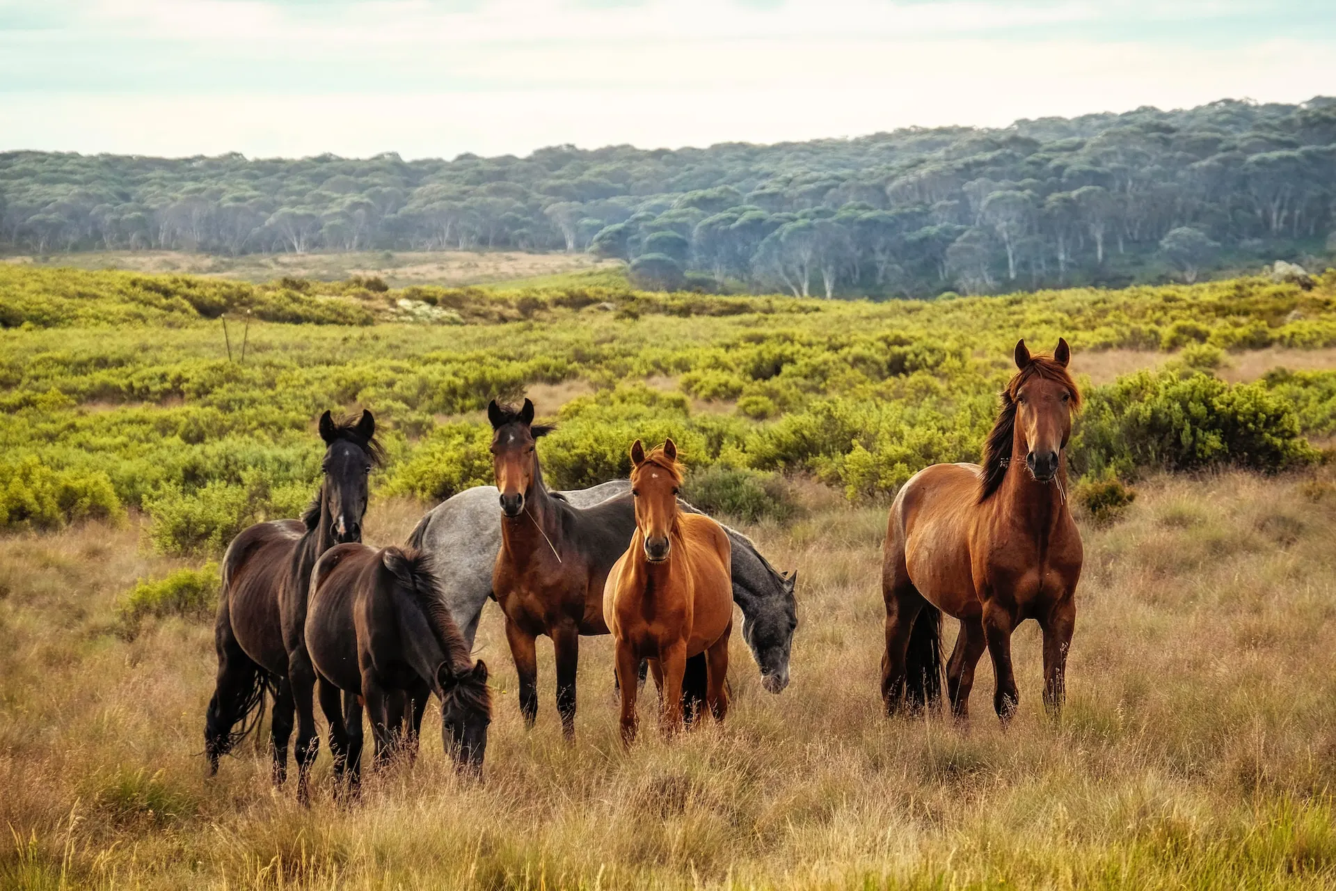 Unveiling the Secrets of Horses: Everything You Need to Know About 