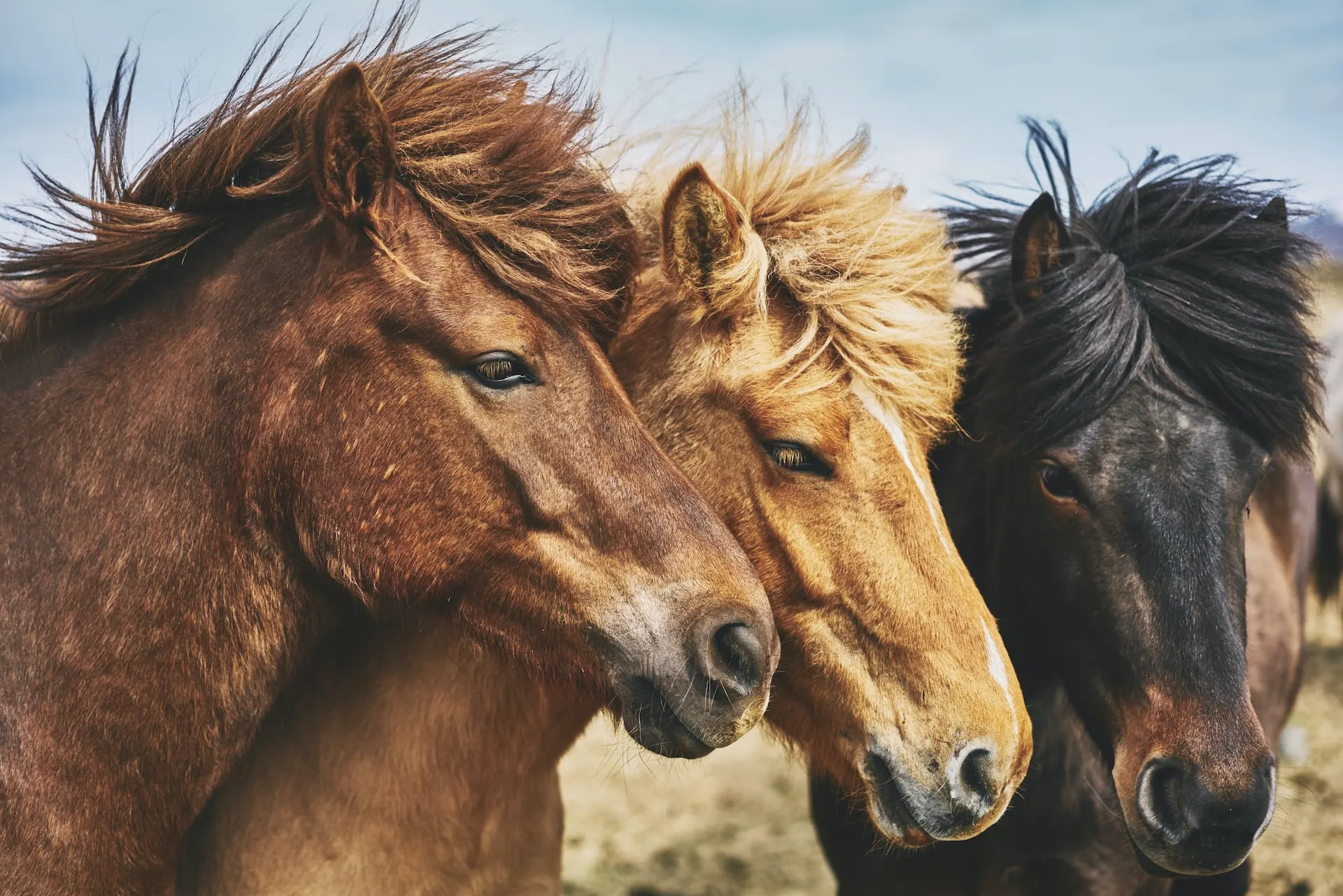 10-fascinating-horse-facts-from-neighs-to-blood-types-netung