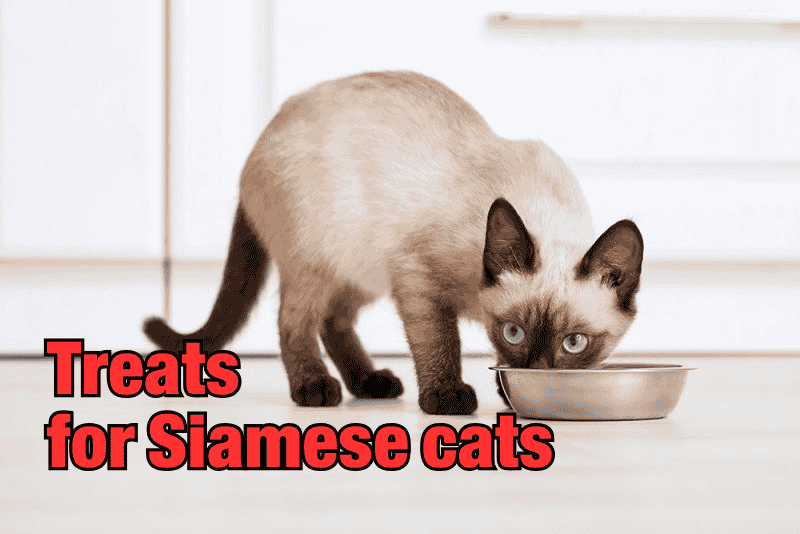 treats for Siamese cats