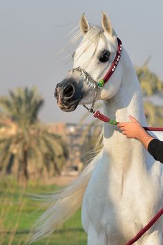 Train an Arabian Horse