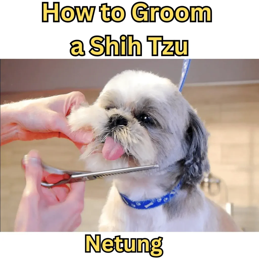 How to Groom a Shih Tzu