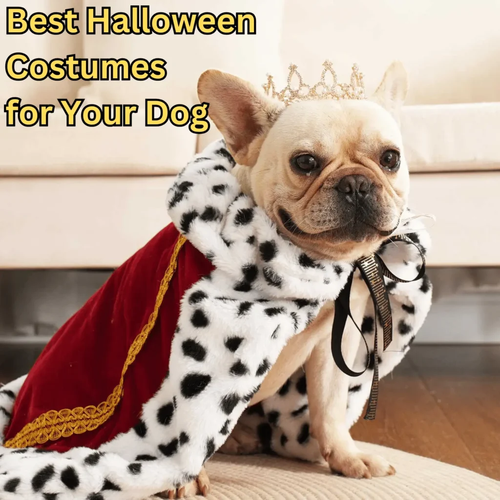 Best Halloween Costumes for Your Dog