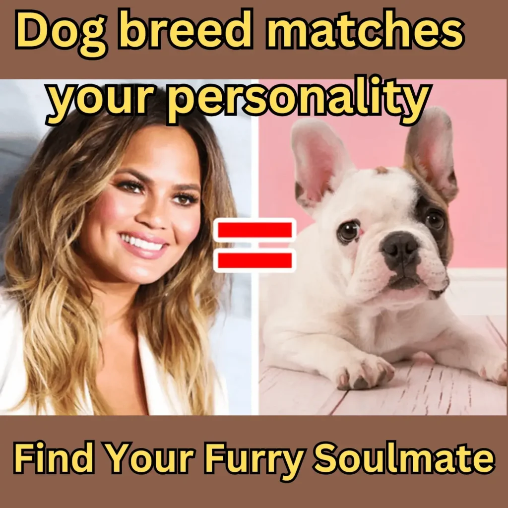 dog breed matches your personality