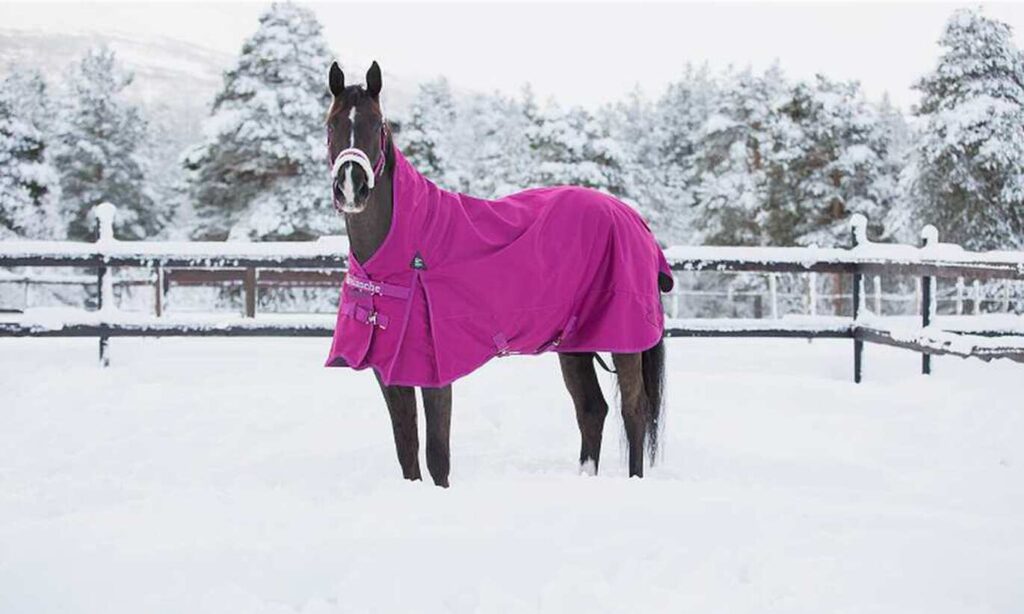 winter care tips for horses